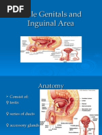 Download Male Genitals and Inguinal Area by malyn1218 SN14189302 doc pdf