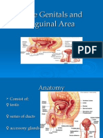 Male Genitals and Inguinal Area