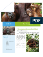 CGR4M Endangered Orangutans Fact Sheet