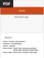 Download power point Tanaman Sente  by Amanda Sari Widyanti SN141972301 doc pdf