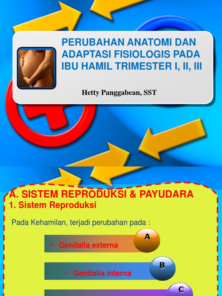 6 Perubahan Anatomi Dan Adaptasi Fisiologi Dalam Kehamilan
