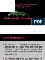 Cultivo de Filosoma