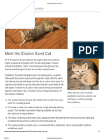 Meet the Elusive Sand Cat!