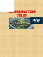 Penanaman Tebu Telur