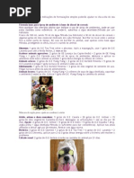 Aromaterapia Para Animais