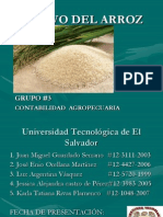 Cultivo Del Arroz