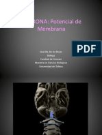 Neurona y Neurotransmisores