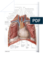 Anatomía Cardiaca PDF