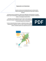 Respiración en La Fotosíntesis