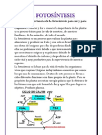 ENSAYO DE La Fotosíntesis