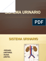 Sistema Urinario