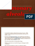 Pulmonary Alveolus