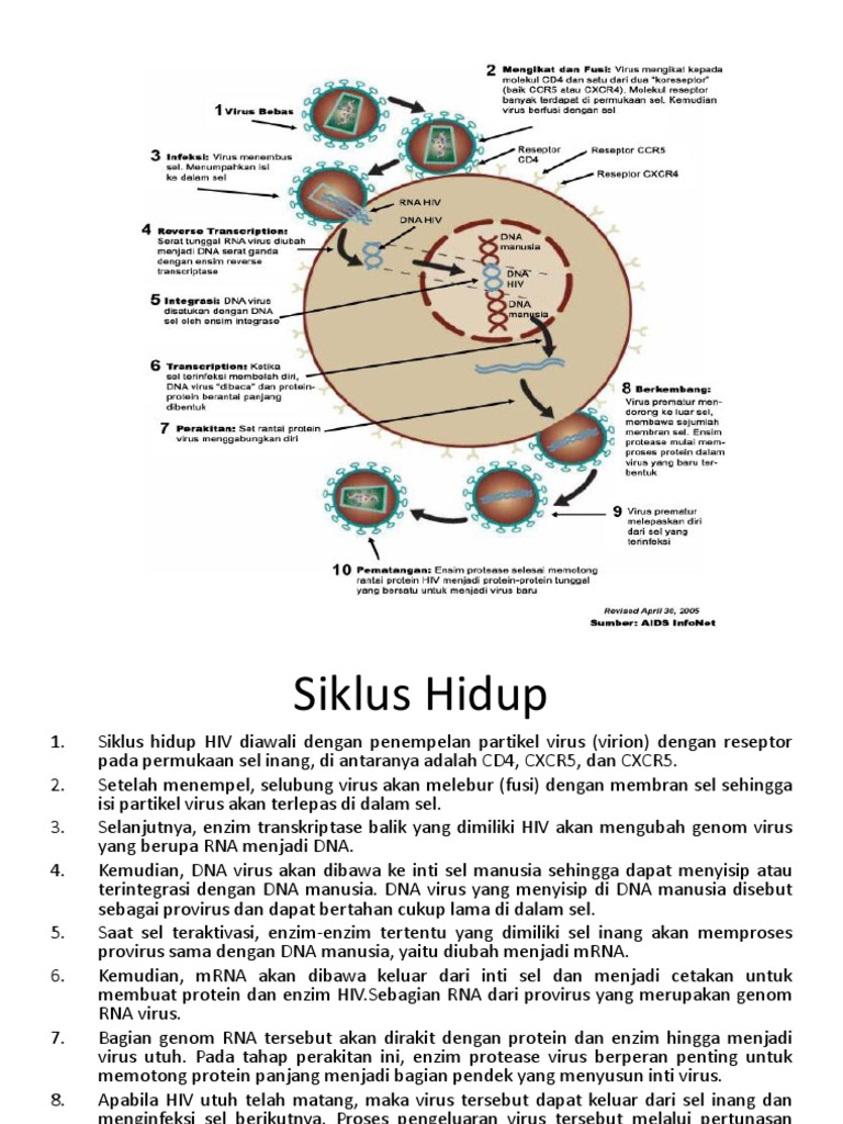 Siklus Hidup Hiv | PDF