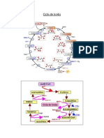 Ciclo de Krebs