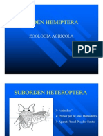 Heteroptera PDF