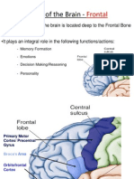 Lobes of The Brain - Frontal