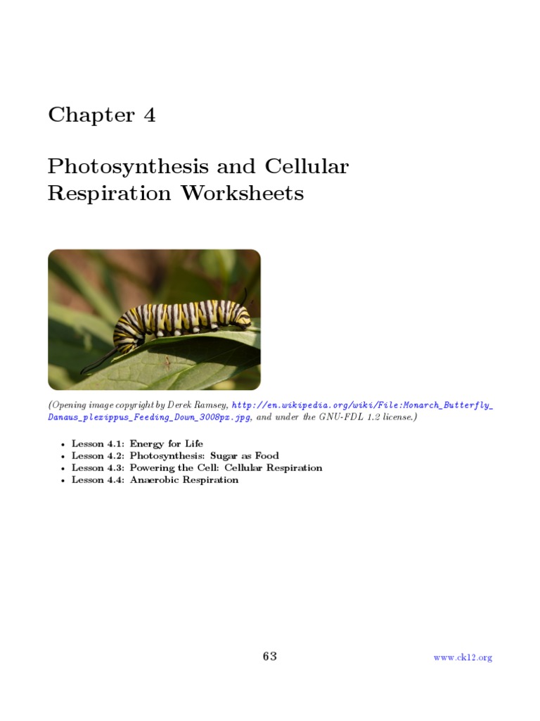 CK 12+Biology+Chapter+4+Worksheets | Cellular Respiration | Fermentation
