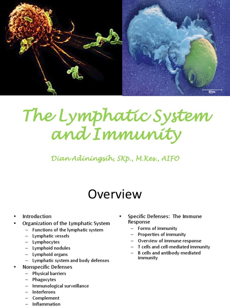 Lymphatic System and Immune Function | PDF | Lymphatic System | T Cell