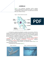 Unidad 3 Amebas Version Imprimible 1 Al 30