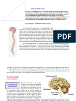 Sistema Nerviosos