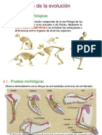 Morfologia Anamial