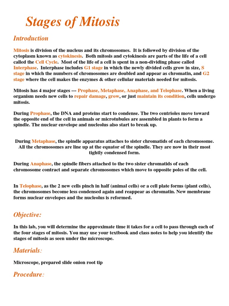 Describe the stages of mitosis image