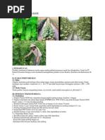 Download Cara Menanam Timun Sayur by ferdana2003 SN142562542 doc pdf