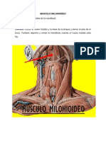 Musculo Milohioideo