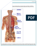 Lesion Medular Basico