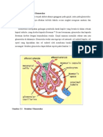 Anatomi Dan Fisiologi Glomerulus