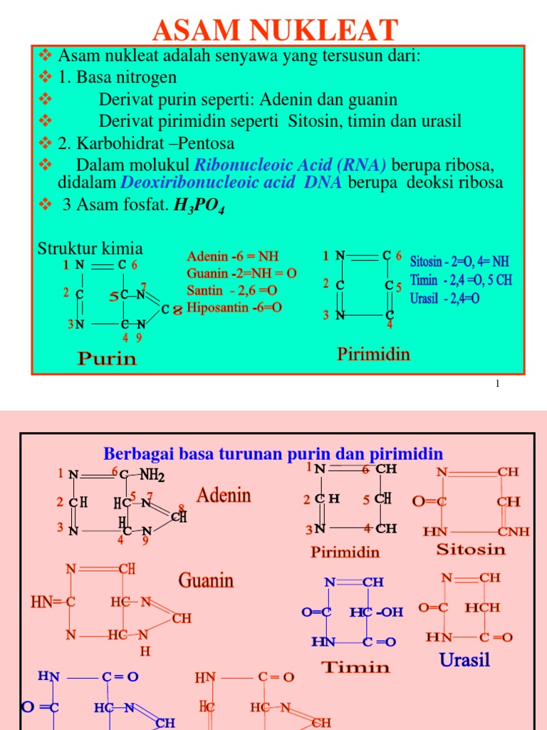 4 Senyawa Basa Nitrogen Yang Menyusun Dna - DNA Informasi
