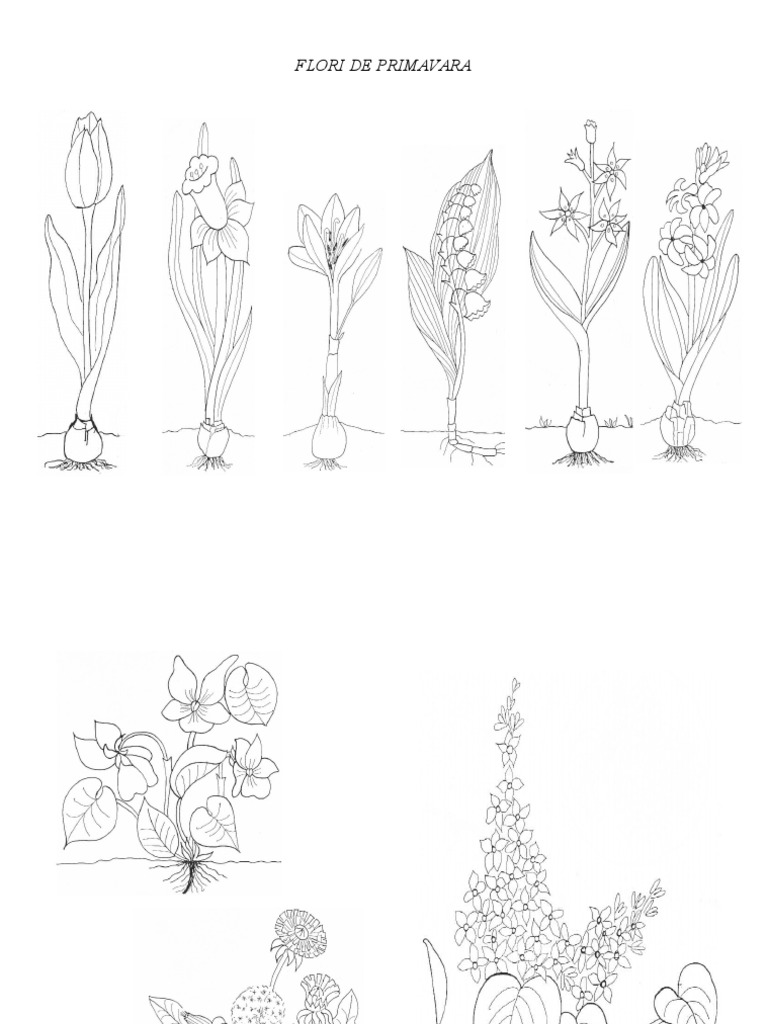 Desene Cu Flori De Primavara