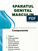 LP II-9-Aparat Genital Masculin 2013jytfgrdcvbjhgfcv bnmjhgfvcxv m,kjiytfgrdsxc