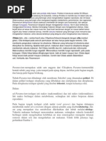 Download Paramecium by Amin Robi Setiawan SN142844062 doc pdf
