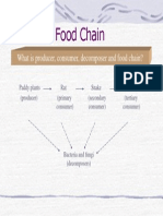 Food Chain: What Is Producer, Consumer, Decomposer and Food Chain?