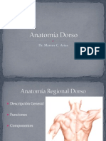Anatomía+Dorso