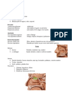 Sistema Respiratorio