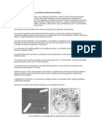 Procariotas PDF