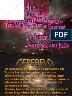 Cerebelo1