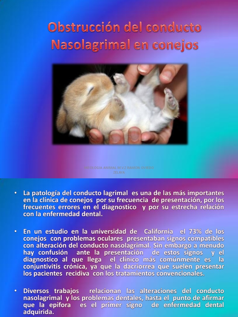 Obstrucción Del Conducto Nasolagrimal en Conejos PDF Especialidades Medicas Bienestar