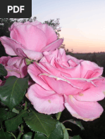 The Distributist Societies and Their Future