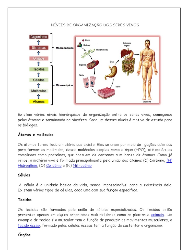 Mapa Mental Niveis De Organização Dos Seres Vivos