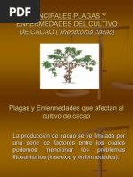 Download Plagas y Enfermedades Del Cacao by Rony Huaec Medina SN143277382 doc pdf
