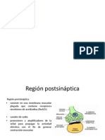 Region Postsinaptica