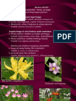 Botani Bunga PP - Catkulspti For Farmasi