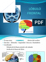 Lobulo Frontal