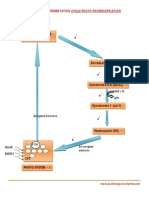 Ferredoxin Reducing Substance (FRS) E: Schematic Representation Cyclic Photo Phosphorylation