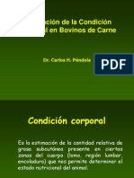 Condicion Corporal