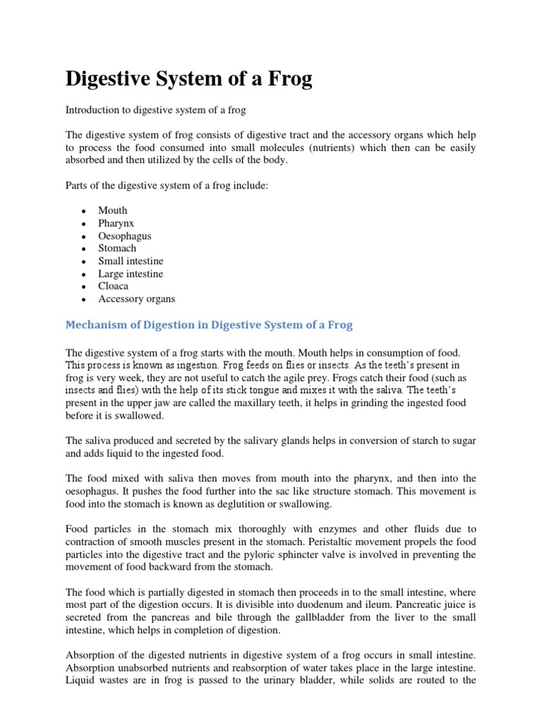 Digestive System of a Frog | Circulatory System | Human Digestive System