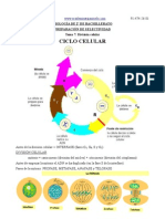 Leyre-Tema 7-División Celular PDF